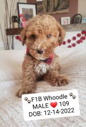 Beautiful F1B Whoodle (Wheaten Terrier & Poodle Cross) Puppies