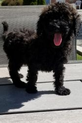 Mini poodle cross with wheaten terrier