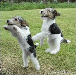 Home Raised Wire Fox Terrier Puppies For Rehoming