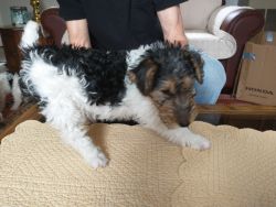 2females 1male AKC Wire Haired Fox Terriers