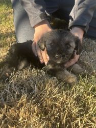 5 Terrier Puppies for Sale 1 German Shepherd