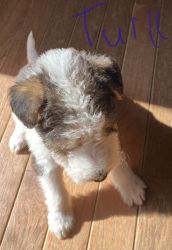 Wire fox terriers