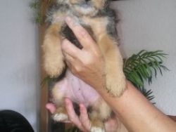 Airedale Terrier X Wire Haired Fox Terrier