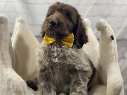 Griffoodles. Wirehaired pointing griffon/poodle