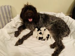 Wirehaired pointer griffon purebred puppies
