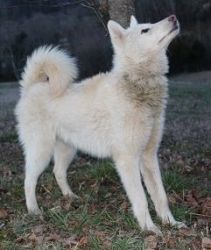 Neutered Male Wolf Dog Husky