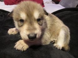 wolf cubs for sale