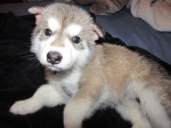 wolf cubs for sale