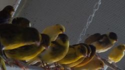 Canaries for sell mix female and male mix colors , brown, green yellow