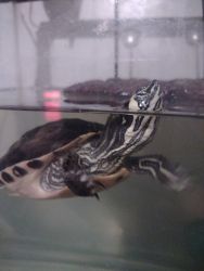 Yellow bellied adult turtles