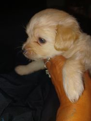 Ted adorable yorkie pom he is sold