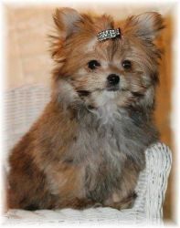 Baily The Pomeranian / Yorkshire Terrier Mix