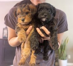 Yorkie Poodle female puppies available!