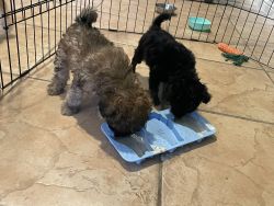 Yorkiepoo puppies ready for new home