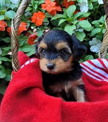 F1 Yorkipoo male born June 12. One remaining.