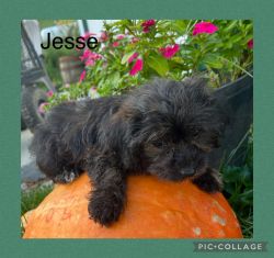 Adorable Yorkipoo female ready for forever home.