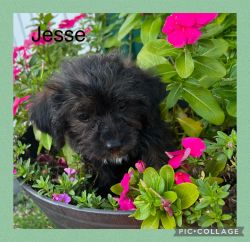 Adorable Yorkipoo female! She will keep you entertained. 7 pounds at m
