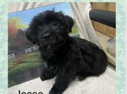 Adorable Yorkipoo 8 pounds at maturity, loves to play