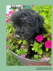 Joey is an adorable Yorkipoo, loves to run and play and chase toys!