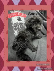 Adorable Yorkipoo puppies looking for forever home.