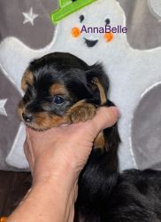 Tcup Yorkies For Sale