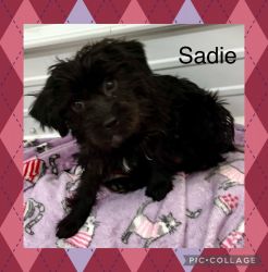 Meet Sadie, playful and loving Yorkipoo female