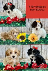 Yorkipoo Puppies Born 8/29