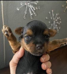 2 month old yorkie ready