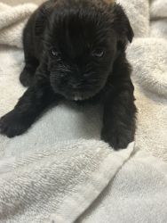 Shorki poo pups for sale born Nov 1