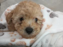 Christmas Yorkiepoo puppy 8-1/2 weeks old ready NOW