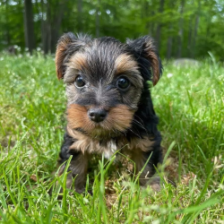 Yorkie puppies available for adoption