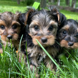Teacup Yorkies puppies for adoption