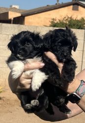 Adorable Female and Male Yorkie Poo 7 Weeks Old