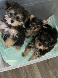 Pups looking for their forever home!