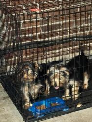 Male yorkie wit papers 4 months old