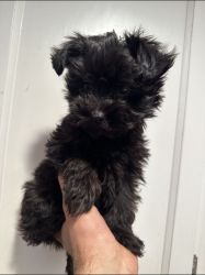 Yorkiepoo puppy male 2 months parents poodle mom 5 pounds dad Yorkshie