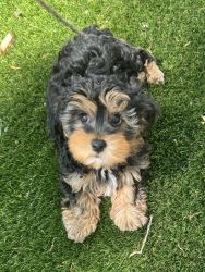 The cutest ever Yorki Poo puppy