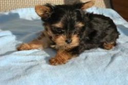 adorable yorkies puppies for adoption