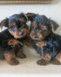 twin yorkie pups ready