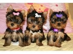 beautiful yorkie puppies