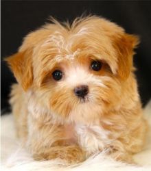 Adorable yorkie puppies for adoption .