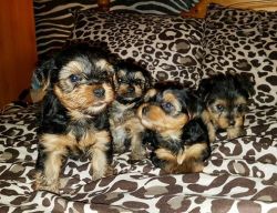 Gorgeous TeaCup Yorkie Puppies Avialable Male &Female