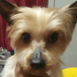 Male Yorkie 5 years old