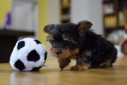 Hector is a sweet, friendly little Yorkshire Terrier puppy.