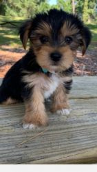 Yorkiepoo very sweet & playful. will make a great family pet.
