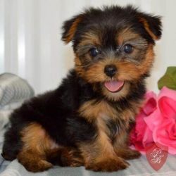 Male/Female Yorkie puppies for sale