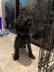 Yorkie Poo for sale