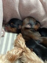 CKC Yorkie puppies for rehoming