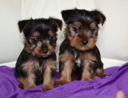 yorkie puppies now available