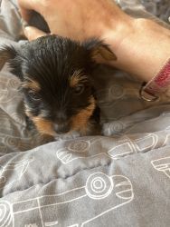 I have one more yorkie boy left. He’s a pure bred yorkie.